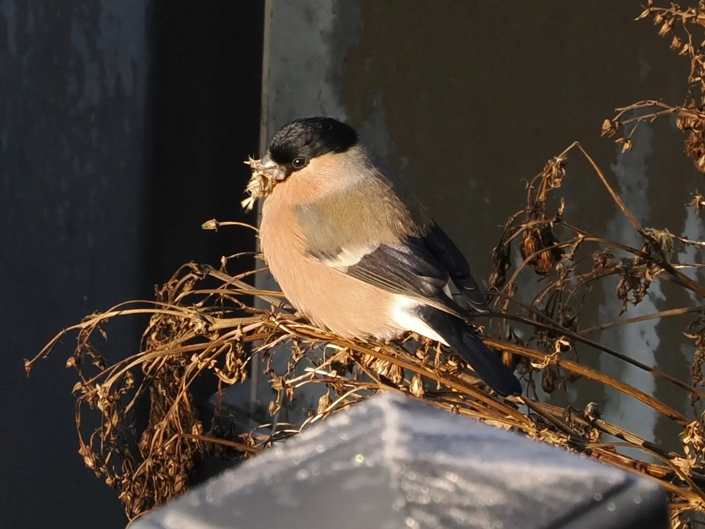 A female bullfinch holding food in its beak